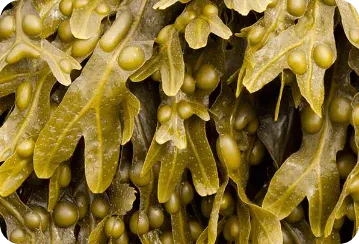 Bladderwrack