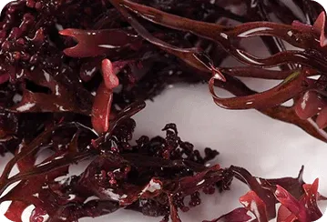 Sea Moss