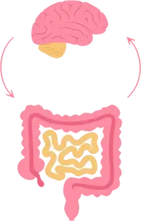 A brain-gut axis images