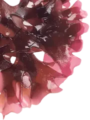 Sea Moss Background