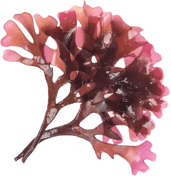 Sea Moss Plant